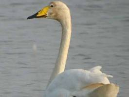 Cisnes Cisnes negros