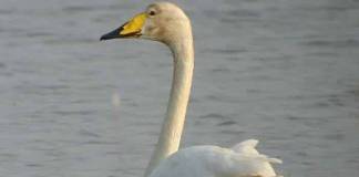 Cisnes Cisnes negros