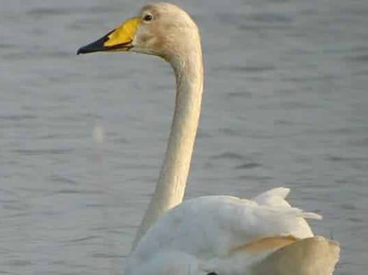 Cisnes Cisnes negros