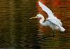 Garzas garzas