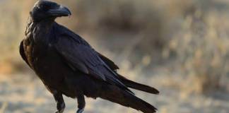 Cuervos Corvus corax posando sobre una roca