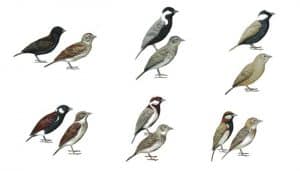 Ilustración de seis especies del género Sparrowlarks en África