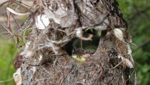 Suimanga cingalés (Leptocoma zeylonica) en el nido