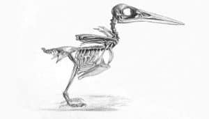 Esqueleto del alción (Alcedo atthis)