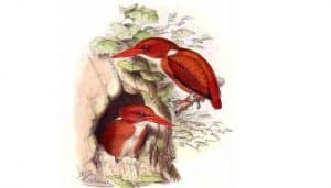Ilustración del martín pigmeo malgache (Ceyx madagascariensis)