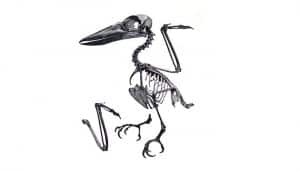 Esqueleto del cucaburra ventrirrufa (Dacelo gaudichaud)