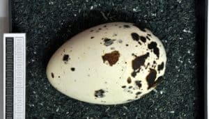 Huevo del alca común​ (Alca torda)