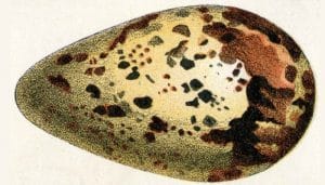 Huevo del frailecillo atlántico​ (Fratercula arctica)