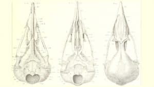 Craneos del arao común​ (Uria aalge)