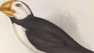 Ilustración del frailecillo atlántico​ (Fratercula arctica)