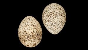 Dos huevos del corredor sahariano​ (Cursorius cursor)