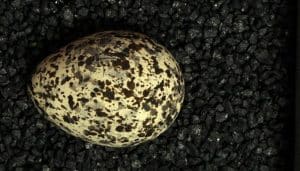 Huevo de la canastera común (Glareola pratincola)