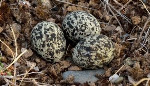Huevos de la canastera común (Glareola pratincola)