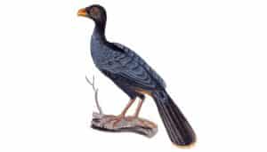 Ilustración de ave perteneciente a las familia Cracidae