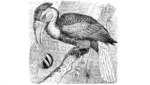 Dibujo de un cálao papú​ o cálao de Blith​ (Rhyticeros plicatus) y su cría
