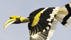 Cálao bicorne​ (Buceros bicornis) volando