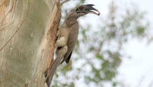 Cálao gris indio​ (Ocyceros birostris) con alimento en su pico para sus crías