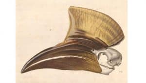 Cráneo del cálao casquigualdo​ o cálao de casco amarillo (Ceratogymna elata)