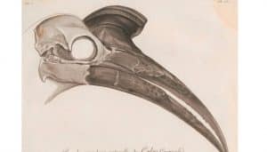Cráneo cálao terrestre norteño​ o cálao abisinio (Bucorvus abyssinicus)