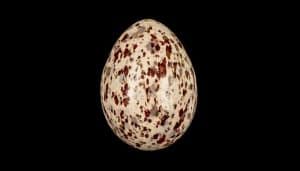 Huevo del bulbul malgache (Hypsipetes madagascariensis)