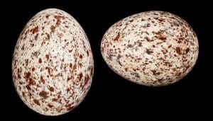 Huevos del bulbul naranjero (Pycnonotus barbatus)