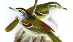 Dibujo del tiluchí hombrocastaño (Euchrepomis humeralis)