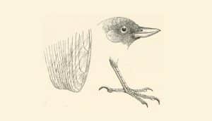Cabeza, pata y ala del batará arbustero​ (Neoctantes niger)