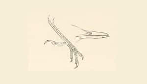 Pata y pico del hormiguero alifranjeado (Myrmornis torquata)