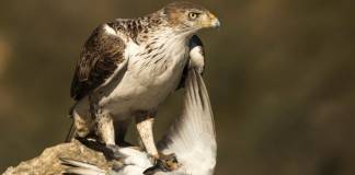 Águila Calzada Aguila Calzada con su presa