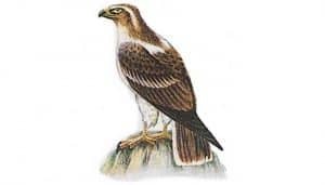 Dibujo del Águila Pennatus
