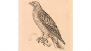 Ilustración del Águila pennatus