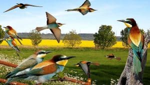 Ilustración del abejaruco europeo​ o abejaruco común (Merops apiaster)