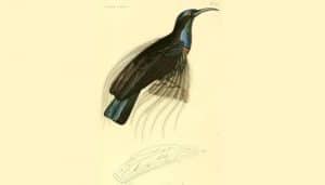 Alas del ave del paraíso goliazul (Ptiloris magnificus)
