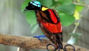 Aves del paraíso republicana​ o ave del paraíso de Wilson (Cicinnurus respublica)