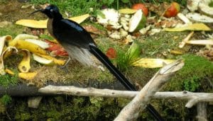 El ave del paraíso de Meyer​ (Epimachus meyeri)