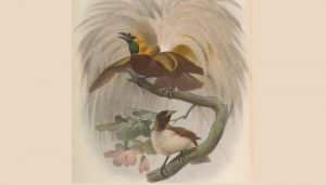 Ilustración del ave del Paraíso esmeralda chica​ (Paradisaea minor)