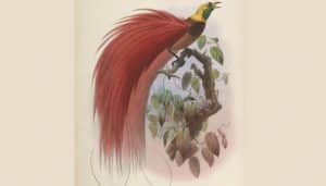 Ilustración del ave del paraíso raggiana (Paradisaea raggiana)