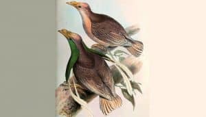 Dibujo del ave del paraíso de Wallace​ (Semioptera wallacii)