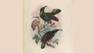 Ilustracion del ave del paraíso festoneada​ (Ptiloris paradiseus)