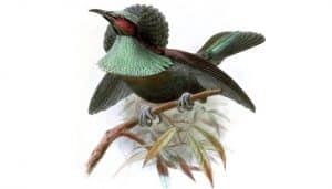Ilustración del ave del paraíso goliazul (Ptiloris magnificus)