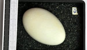 Huevo del zampullín cuellinegro (Podiceps nigricollis)