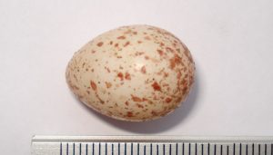 Huevo del trepador azul (Sitta europaea)