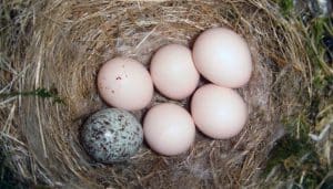 Huevos del mosquero fibí​ (Sayornis phoebe)