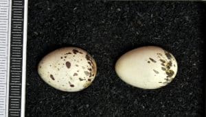 Huevos del pitirre americano (Tyrannus tyrannus)