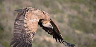 Buitre Leonado Ejemplar de Buitre Leonado (Gyps fulvus) volando