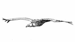Buitre Leonado (Gyps fulvus) volando en dibujo