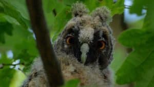 Búho Chico (Asio otus) juvenil