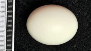 Huevo del Búho Chico (Asio otus)