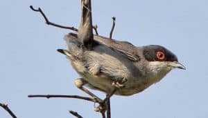 Curruca Cabecinegra (Sylvia melanocephala) en una rama seca