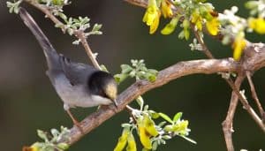 Bella Curruca Cabecinegra (Sylvia melanocephala)